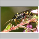 Listrodromus nycthemerus - Schlupfwespe 01a 7mm auf Calluna vulgaris - Niedringhaussee-fdet02.jpg